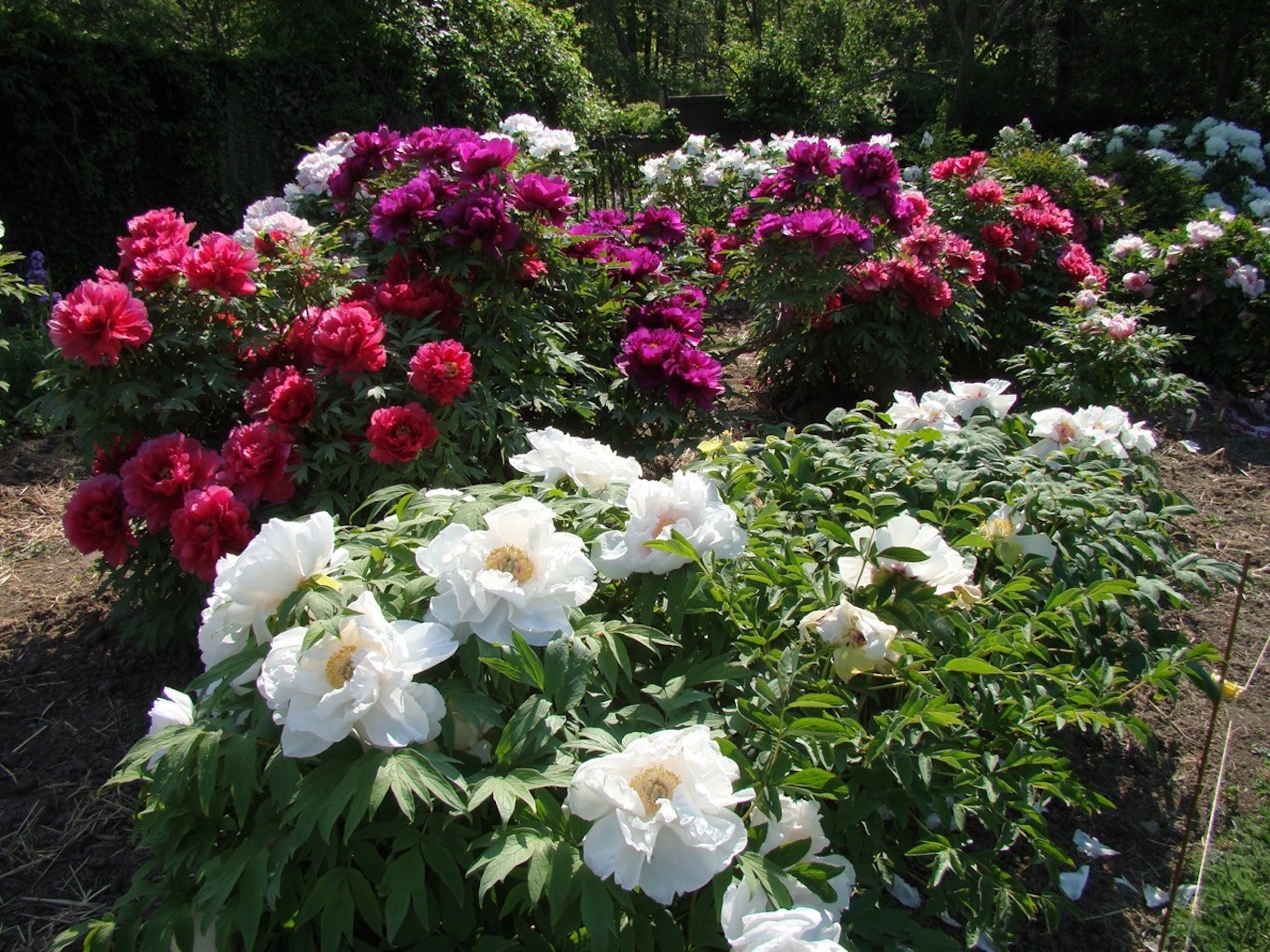 2024 Tree Peony Festival at Linwood Gardens Explore Genesee Valley