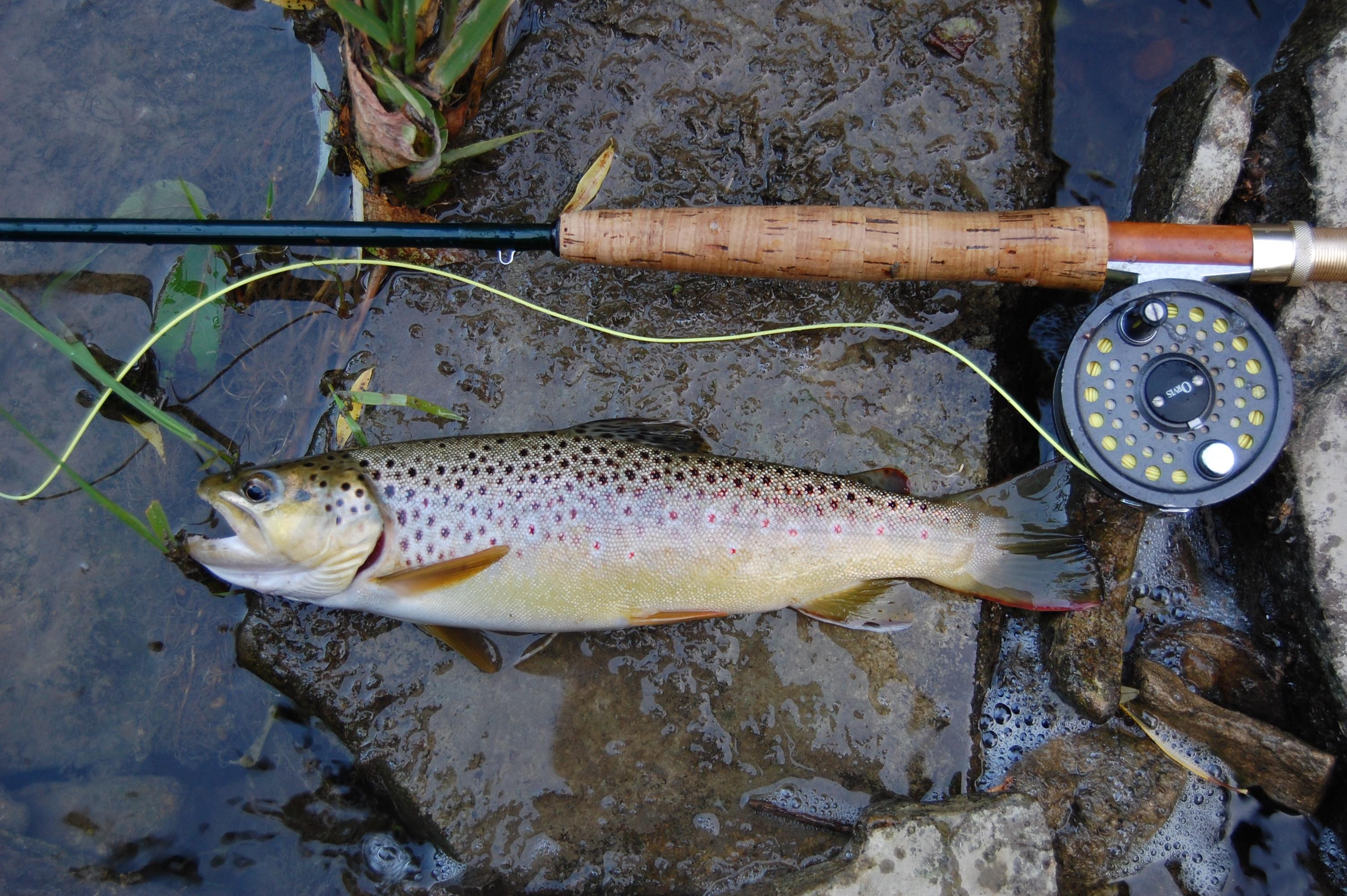 Fly Fishing in the Genesee Valley