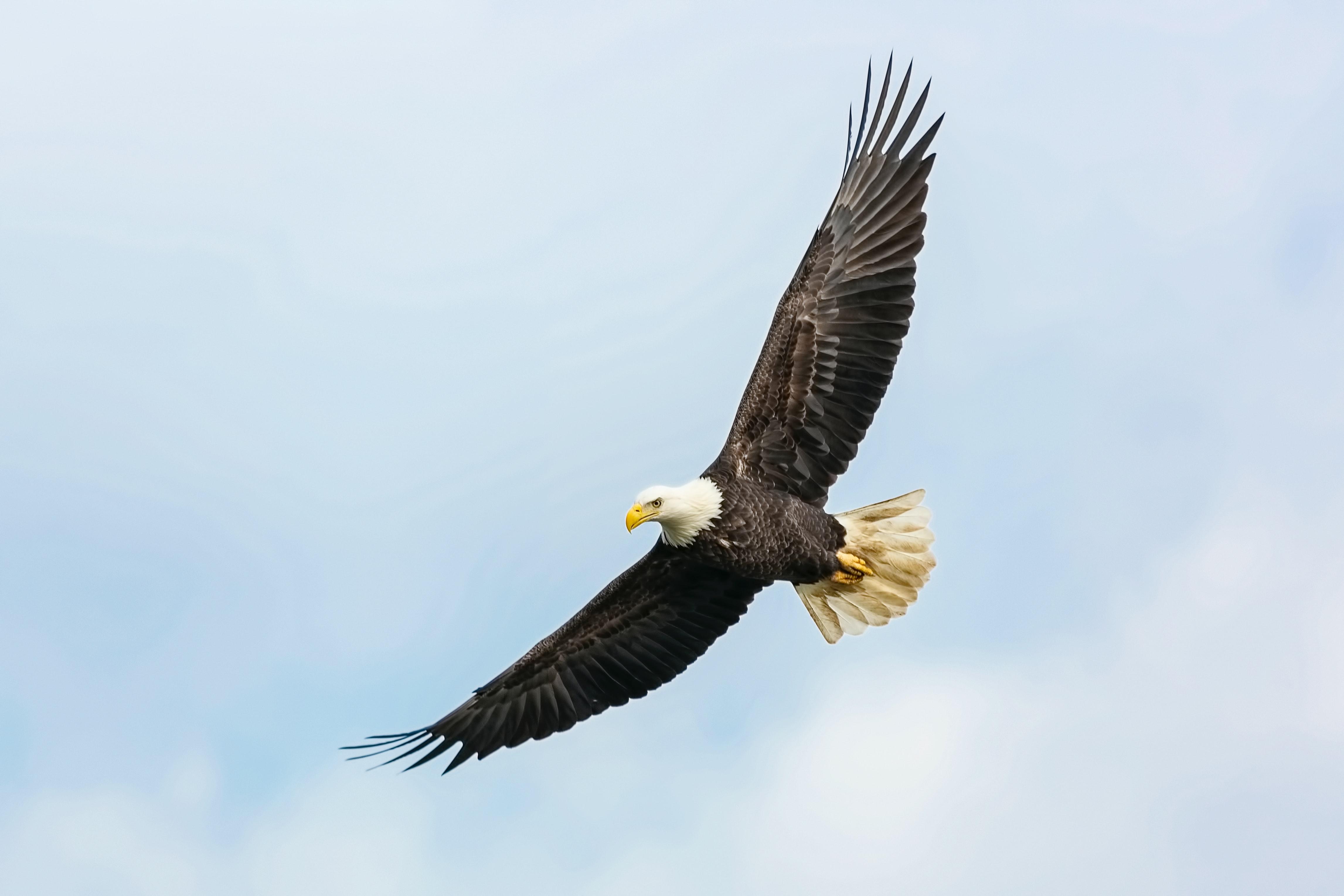 Genesee River Eagle Watching Has Never Been Better | Explore Genesee Valley