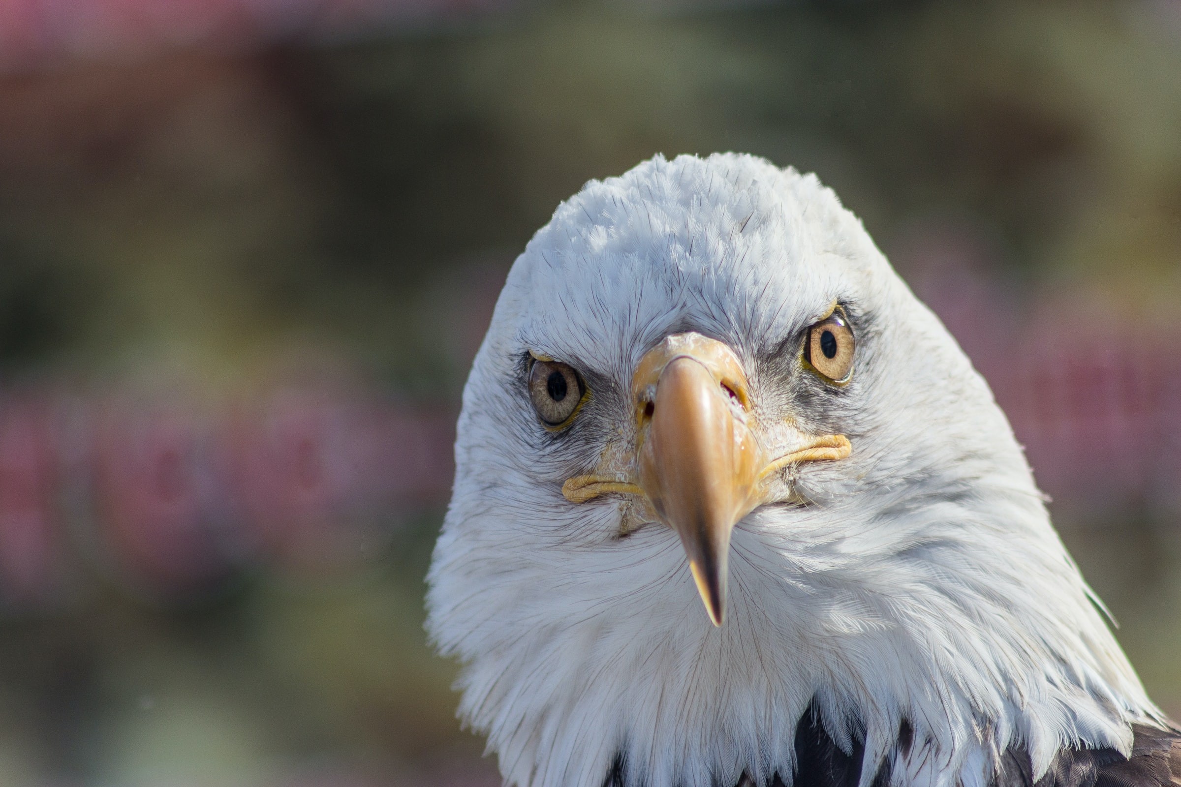 Genesee River Eagle Watching Has Never Been Better | Explore Genesee Valley