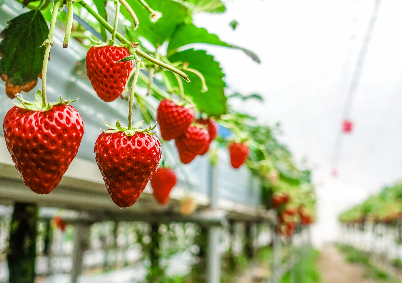 Summer Breeze Strawberries | Explore Genesee Valley