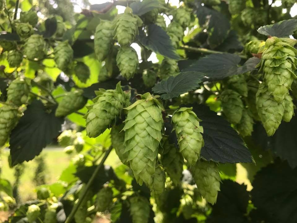 Dublin Corners Farm Brewery Explore Genesee Valley