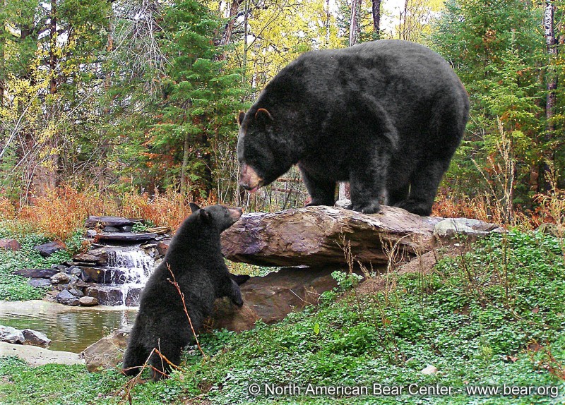 North American Bear Center | Heart of the Continent