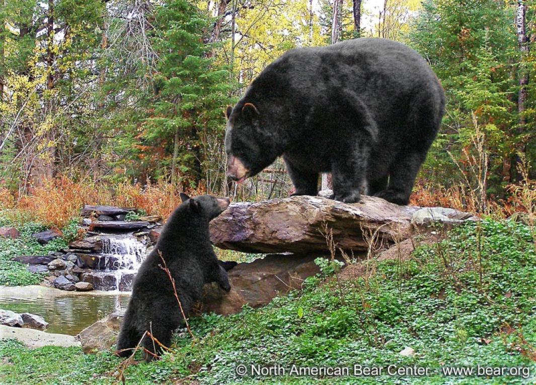 American Black Bear - WNC Nature Center