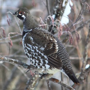 Sax Zim Bog Heart of the Continent