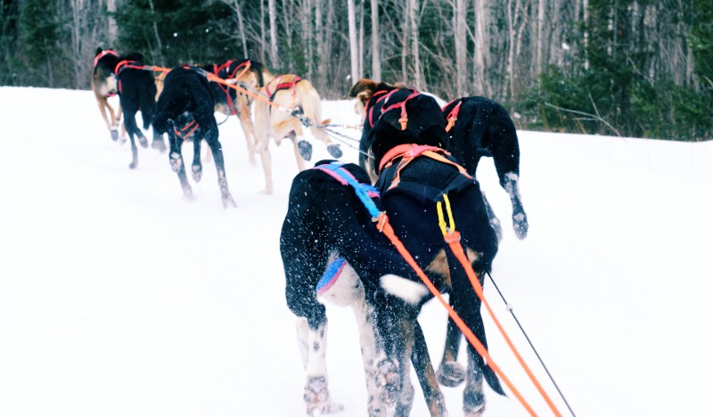 Motorized dog hot sale sled