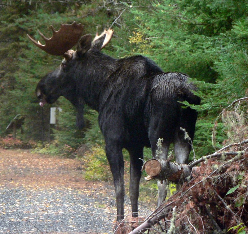 Quetico Provincial Park Dawson Trail Campgrounds Heart of the Continent