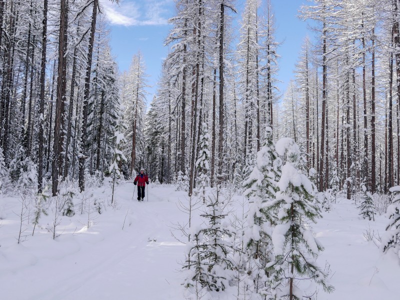 South Star Cross Country Nordic Ski Trails Cranbrook, British