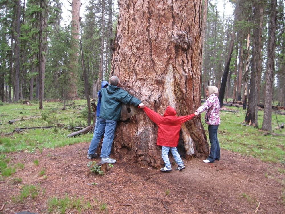 Gus World's Largest Larch Tree Seeley Lake, Montana Crown of the