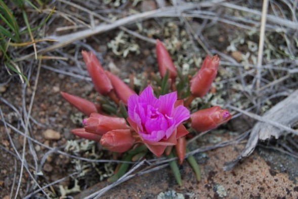 Wildflower Herbarium At Whitefish Library Whitefish Montana Crown Of The Continent Geotourism