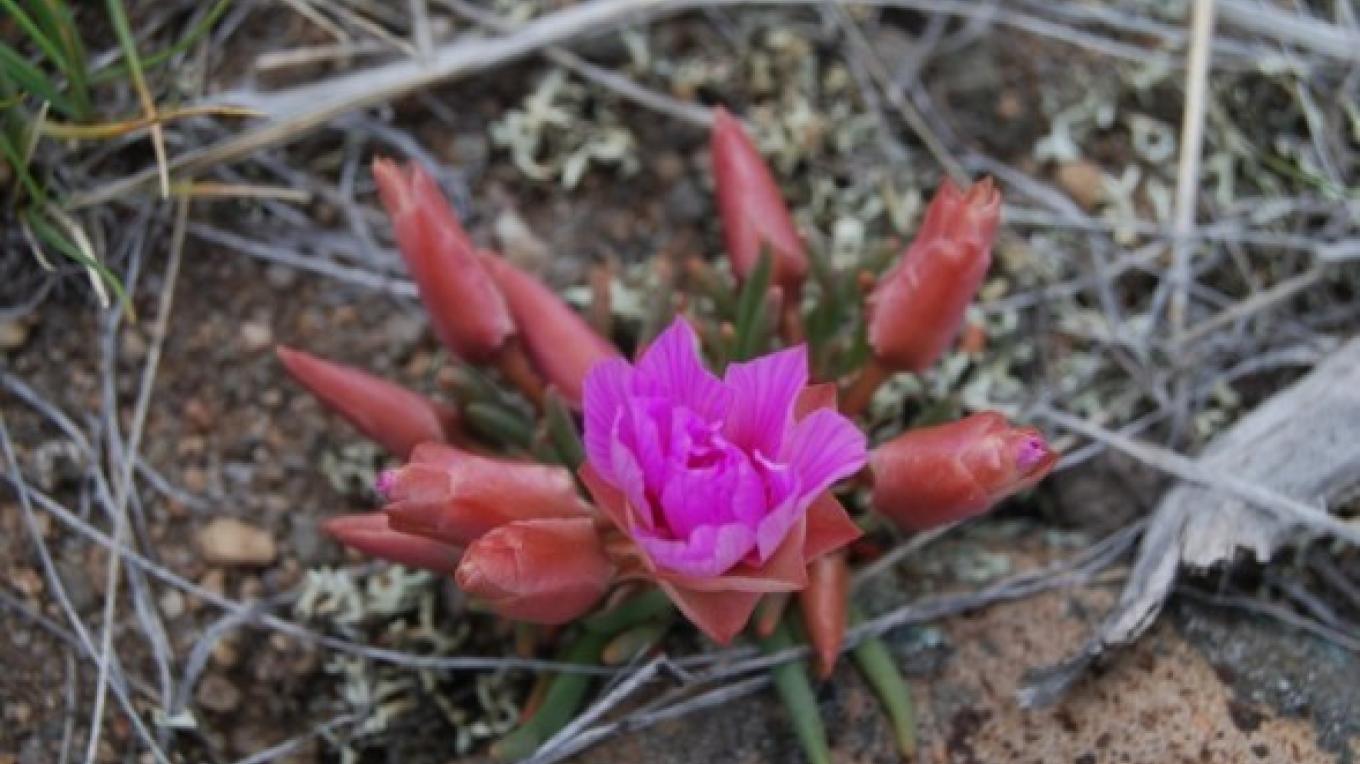 Wildflower Herbarium At Whitefish Library Whitefish Montana Crown Of The Continent Geotourism Wildflower Herbarium At Whitefish Library Whitefish Montana Crown Of The Continent Geotourism