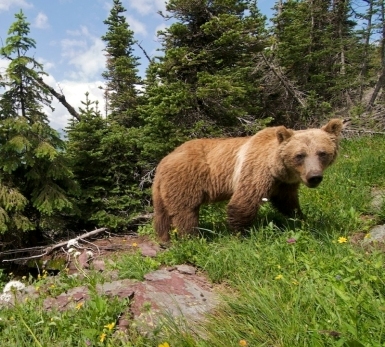 Many Glacier Many Bears Glacier National Park, Montana Crown of