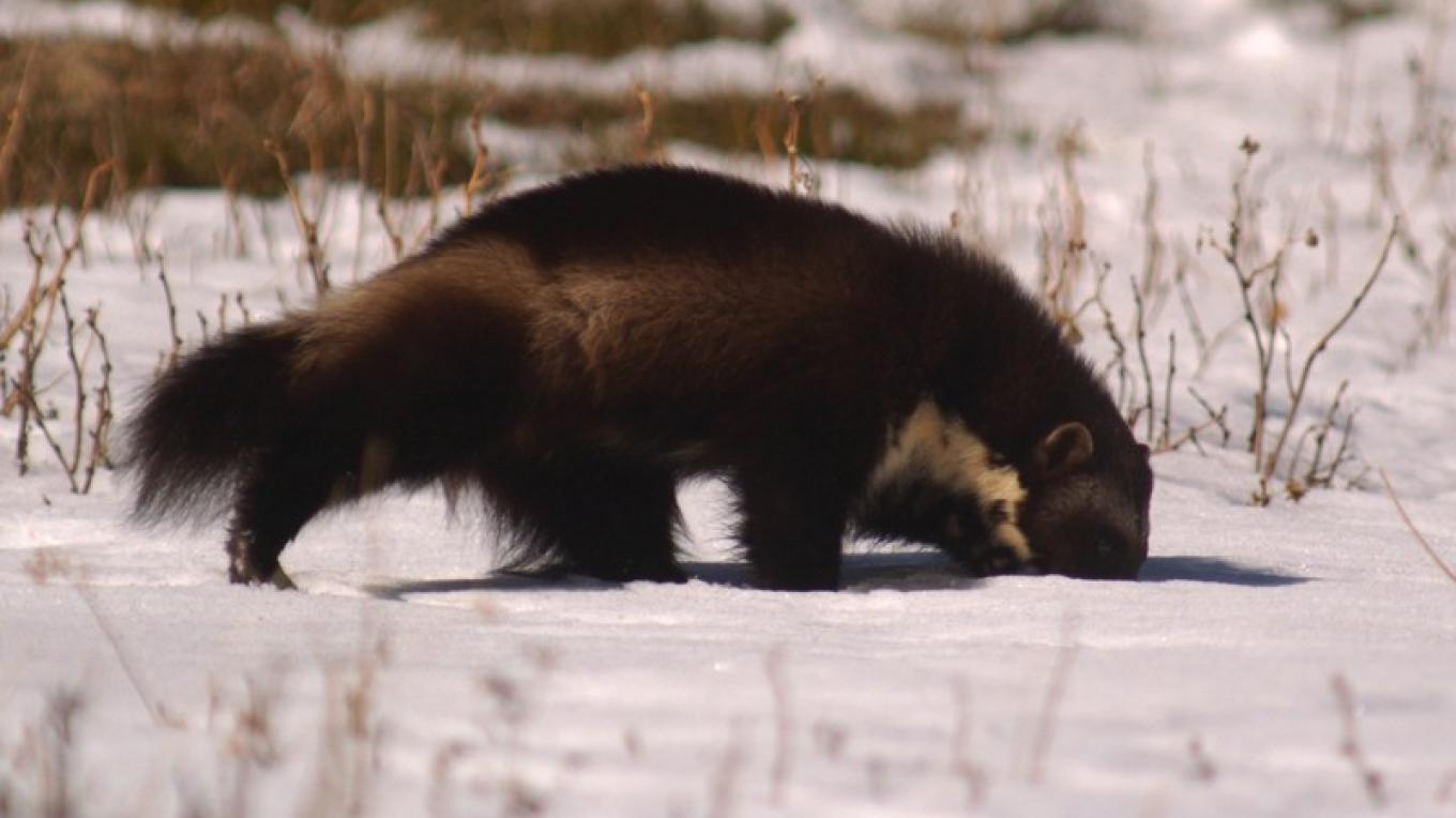 Wolverines | Glacier National Park, Montana | Crown of the Continent  Geotourism