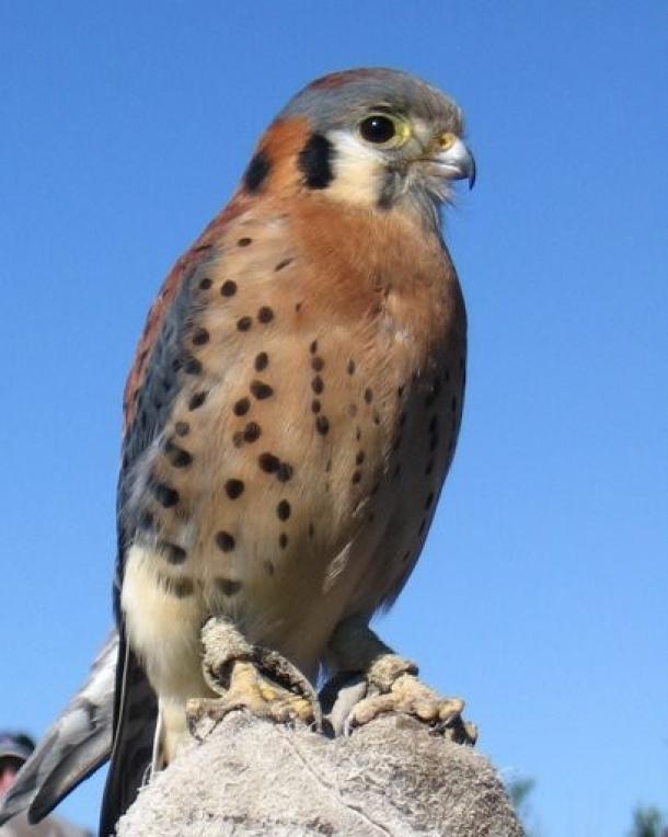 Help me identify this bird of prey - spotted in Banff, Alberta : r
