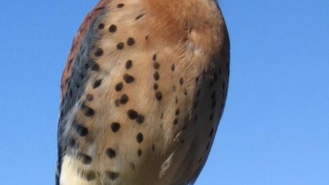 Alberta Birds of Prey Centre, Coaldale, Alberta