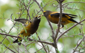 Dallas Christmas Bird Count 2022 Dates Audubon Christmas Bird Count- Alberta, British Columbia, & Montana  Locations | Crown Of The Continent Geotourism