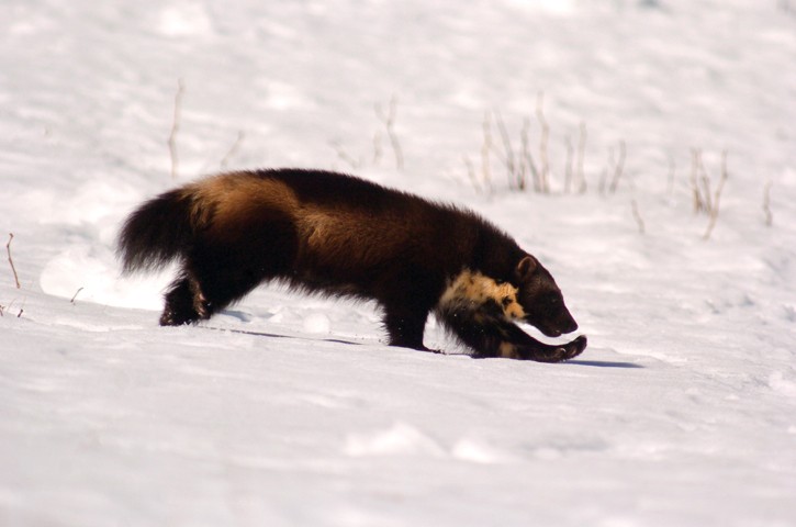 Wolverine glacier outlet ice