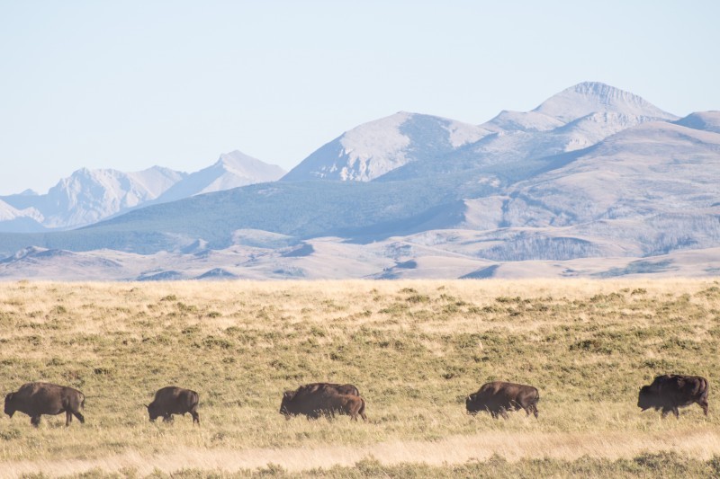 Browning, Montana  Crown of the Continent Geotourism  Travel Planning 