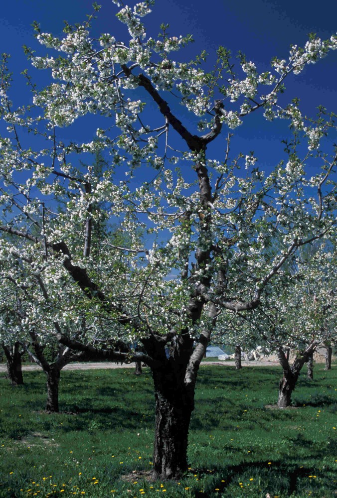 Cherry Orchards along Flathead Lake Montana Crown of the Continent Geotourism