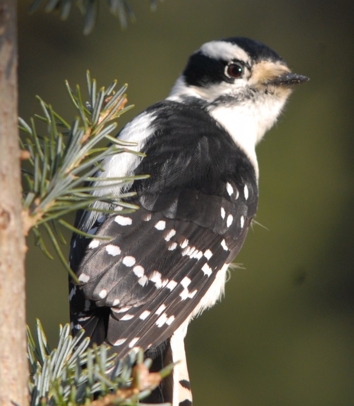 Christmas bird count 2022 montana