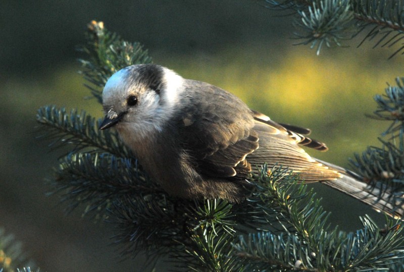 Dallas Christmas Bird Count 2022 Dates Audubon Christmas Bird Count- Alberta, British Columbia, & Montana  Locations | Crown Of The Continent Geotourism