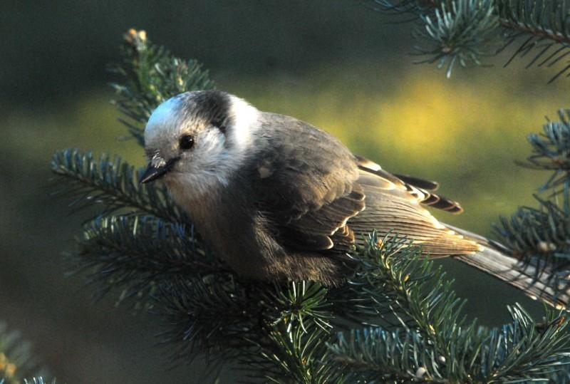 Christmas Bird Count 2022 Spokane Audubon Christmas Bird Count- Alberta, British Columbia, & Montana  Locations | Crown Of The Continent Geotourism