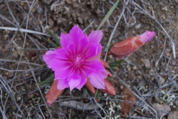 Wildflower Herbarium At Whitefish Library Whitefish Montana Crown Of The Continent Geotourism