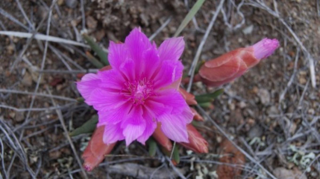 Wildflower Herbarium At Whitefish Library Whitefish Montana Crown Of The Continent Geotourism Wildflower Herbarium At Whitefish Library Whitefish Montana Crown Of The Continent Geotourism