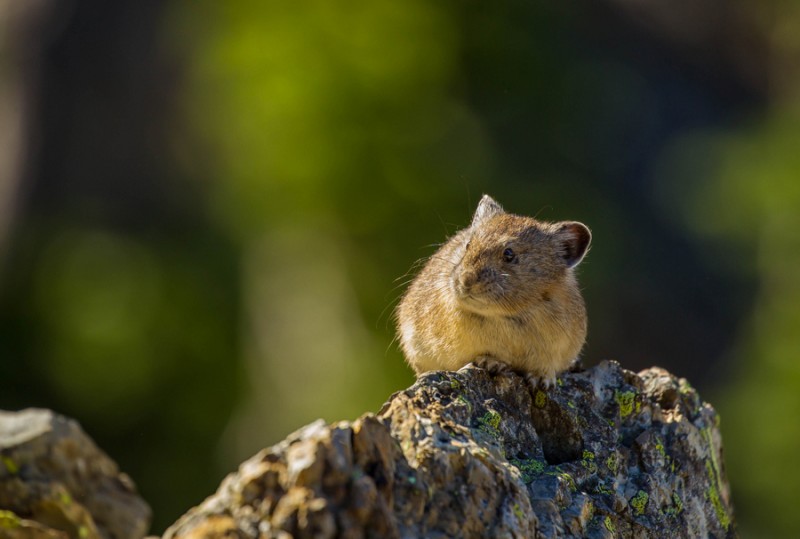 Pika boo, A pika in the Jewel Basin area – Danny Nestor