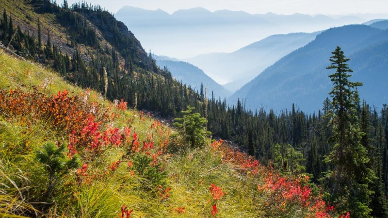 Fall huckleberry color, Jewel Basin, huckleberry and beargrass bushes, NW Montana – Dee Linnell Blank Fall huckleberry color, Jewel Basin, huckleberry and beargrass bushes, NW Montana – Dee Linnell Blank