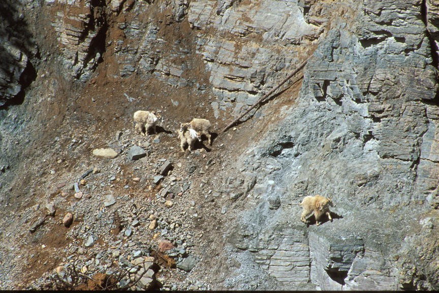 goat lick at glacier national park
