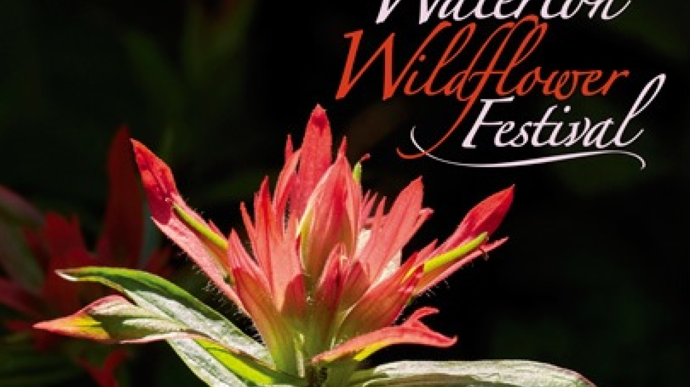Waterton Wildflower Festival Waterton Lakes National Park Alberta 2022 Event Tba Crown Of The Continent Geotourism 2022 Wildflower Festival
