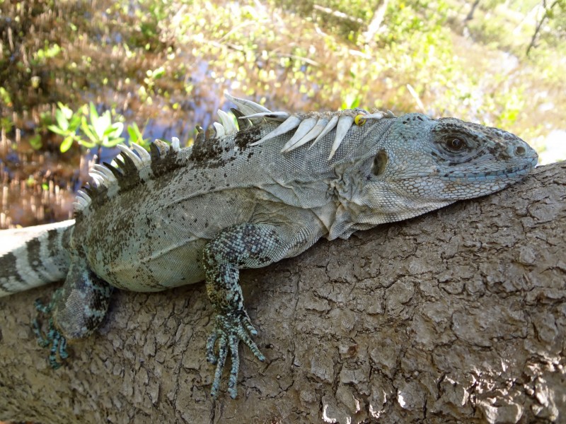 Kanahau Utila Research and Conservation Facility, Utila, Islas de la
