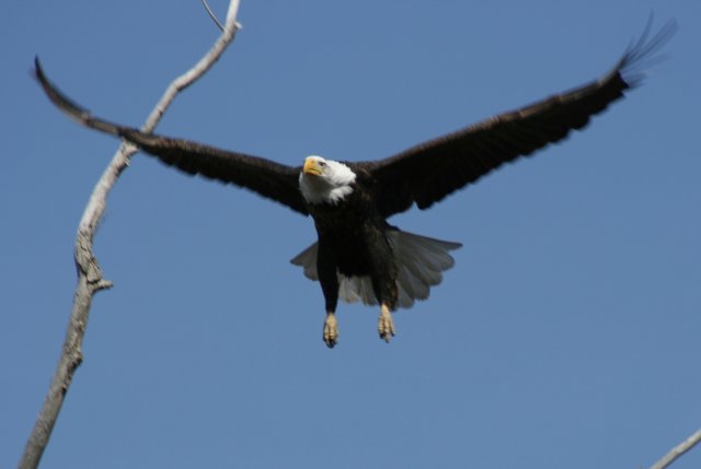 Eagles