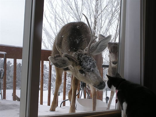 A peculiar encounter