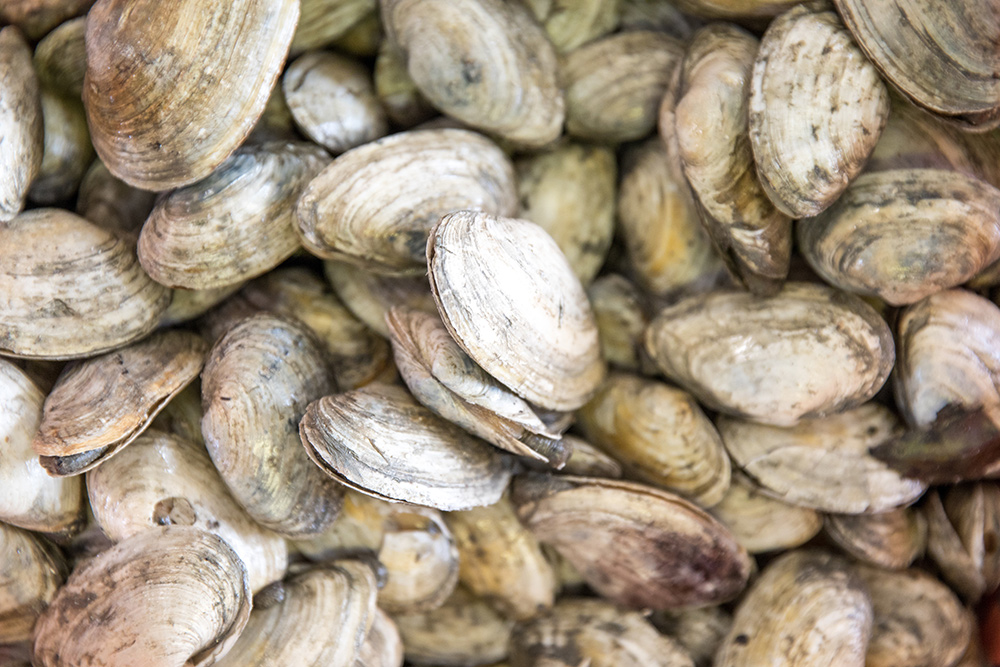 Cabbage Island Clambake Visit Maine