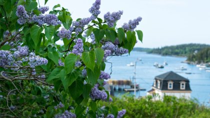 Stonington Downeast Acadia Regional Tourism