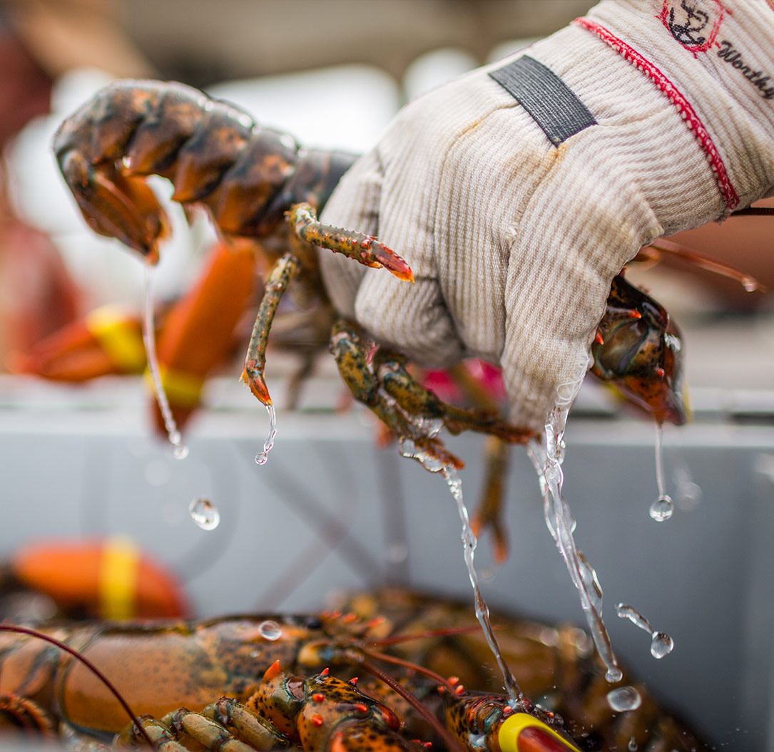 The Lobstering Life Visit Maine