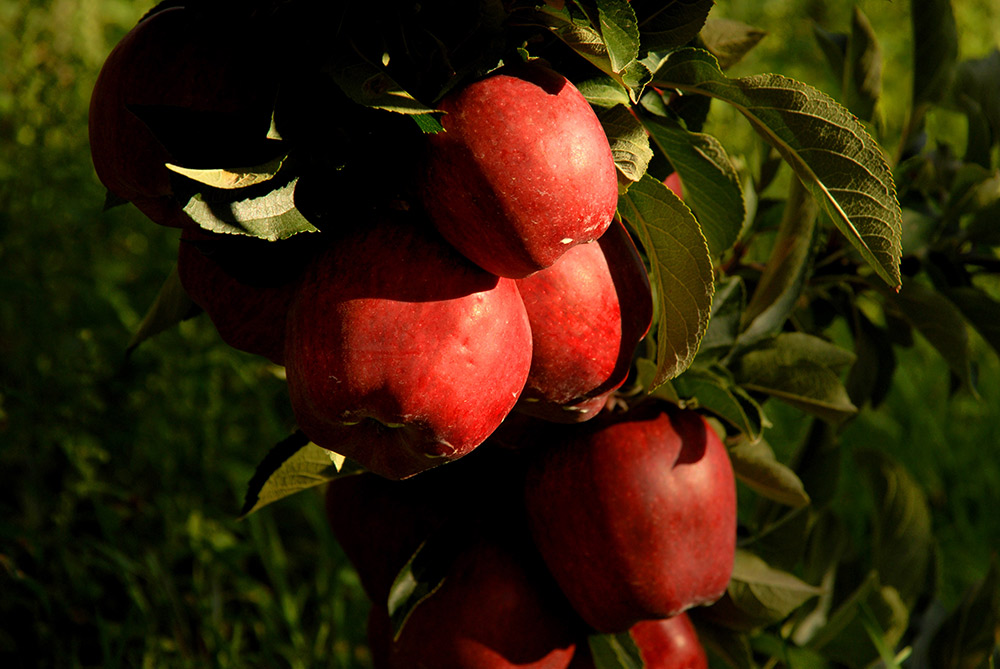 Best Places to Go Apple Picking in Central Maine Visit Maine