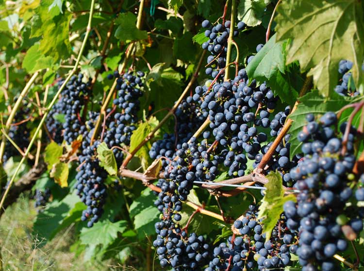 Savage Oakes Vineyard and Winery Visit Maine