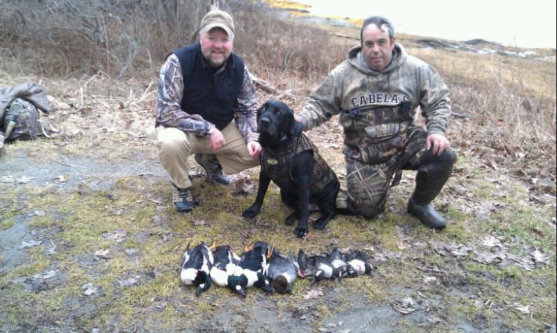 Goldeneye Duck Hunt