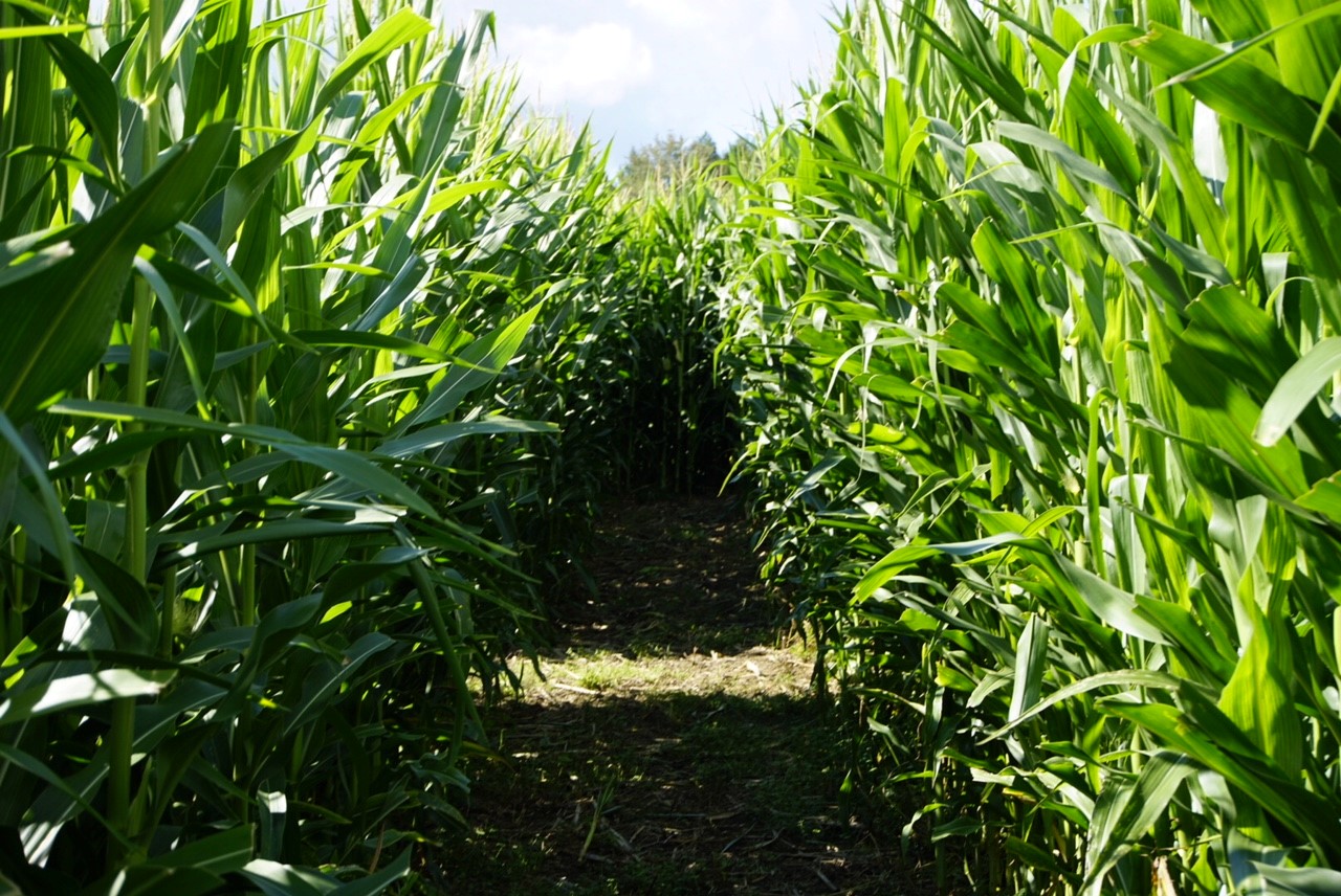 Corn Maze