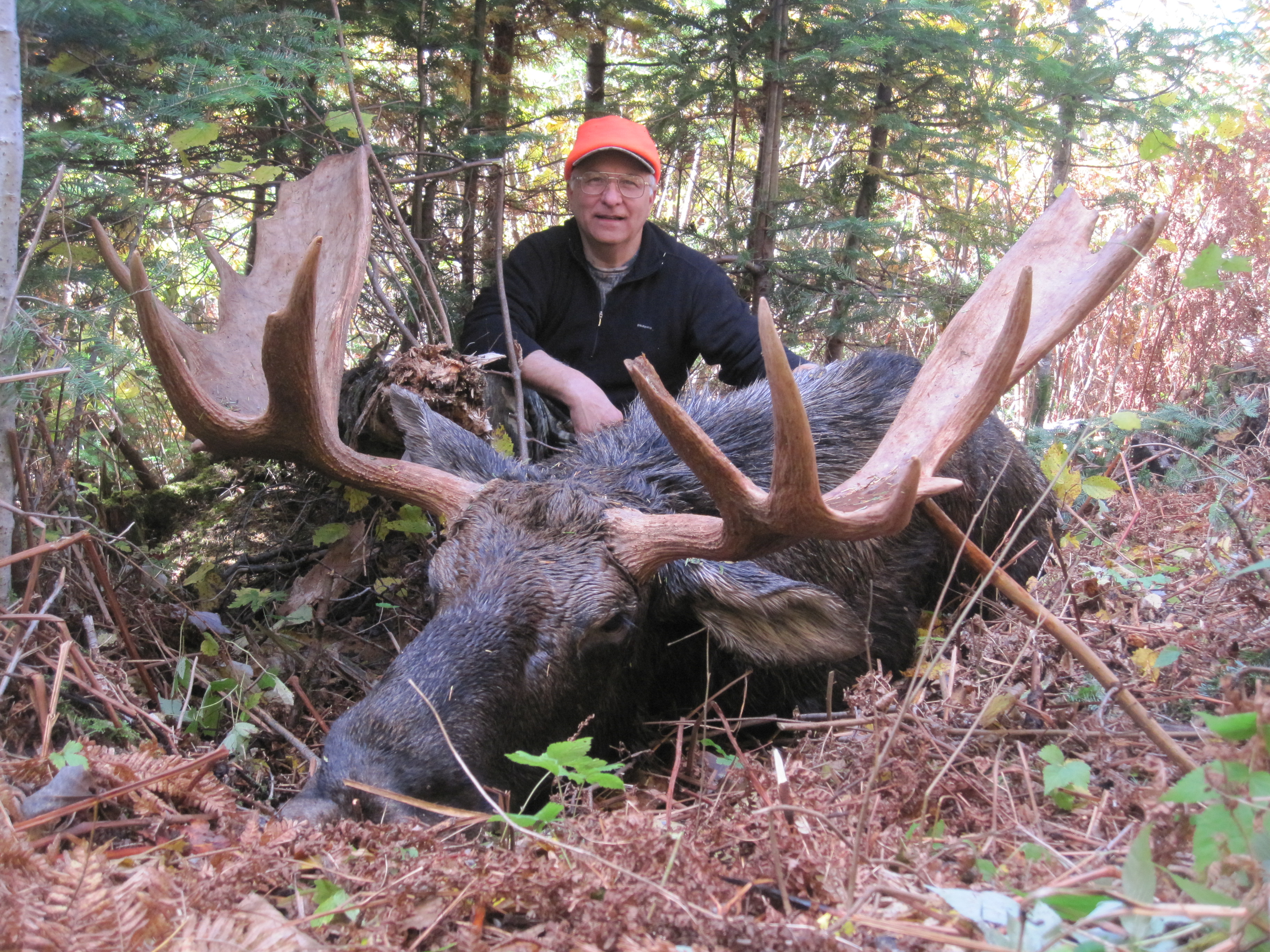 Bull moose are our specialty in September!