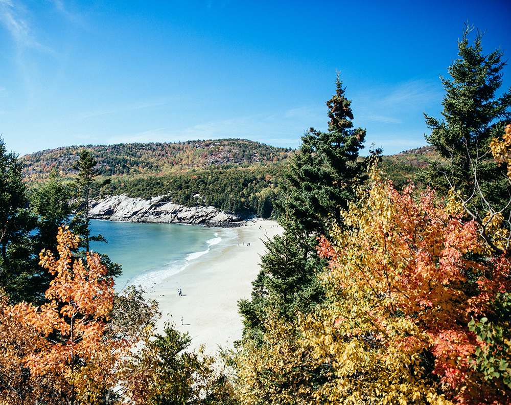 View of beach through trees