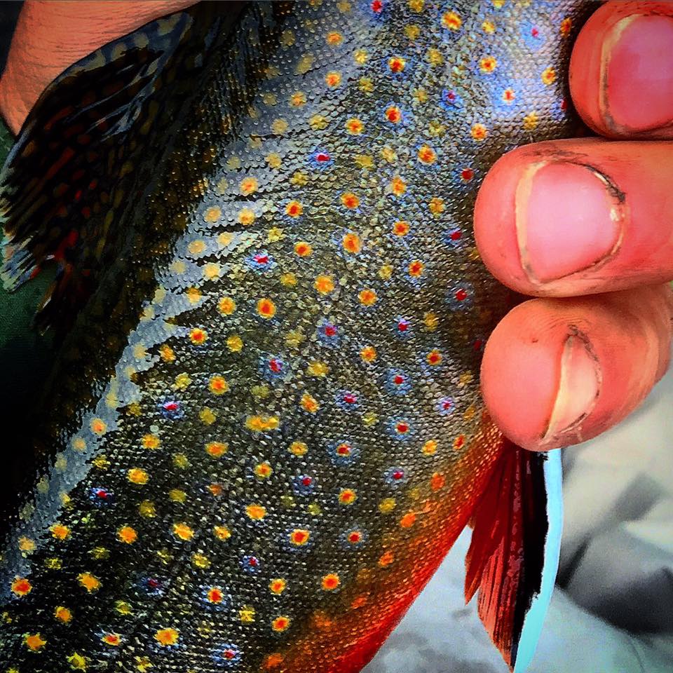 The beautiful colors of a brook trout.