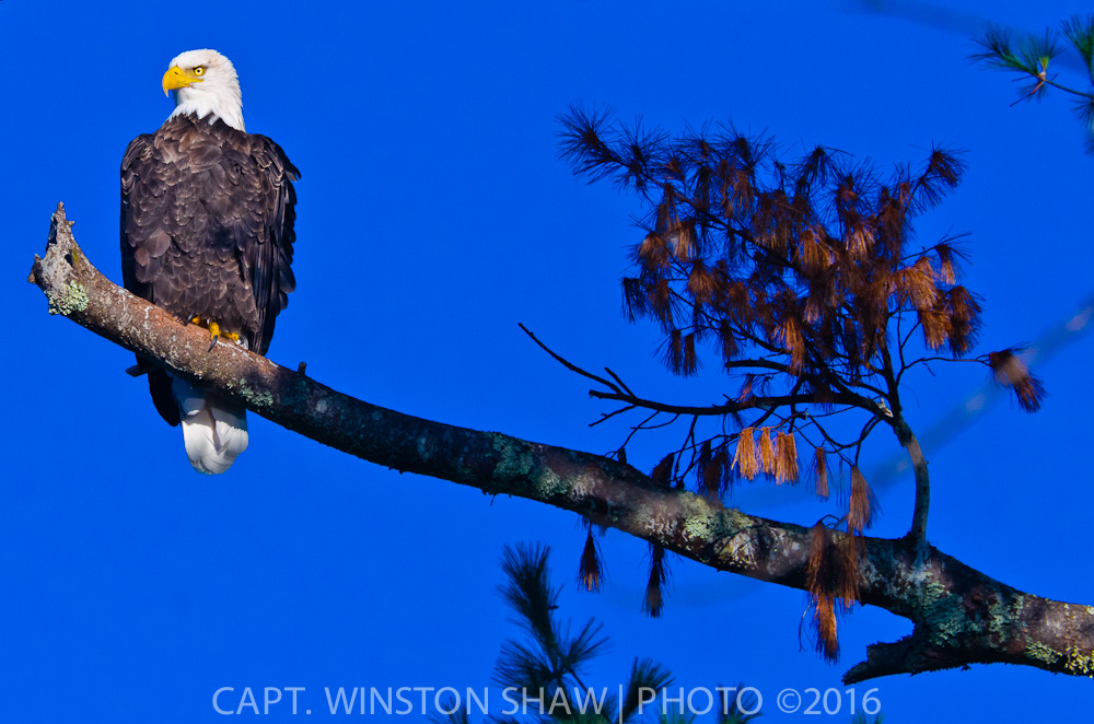 Adult Bald Eagle