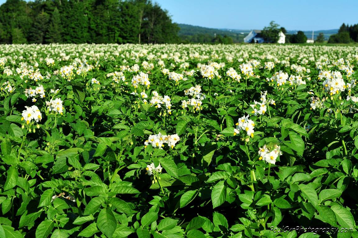 The whole Crown of Maine will be alive as every field is covered in white, pink, and purple potatoe blossoms!