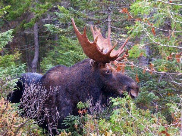 Authentic Leaf Peeping Nature Adventures with Twin Maple Outdoors