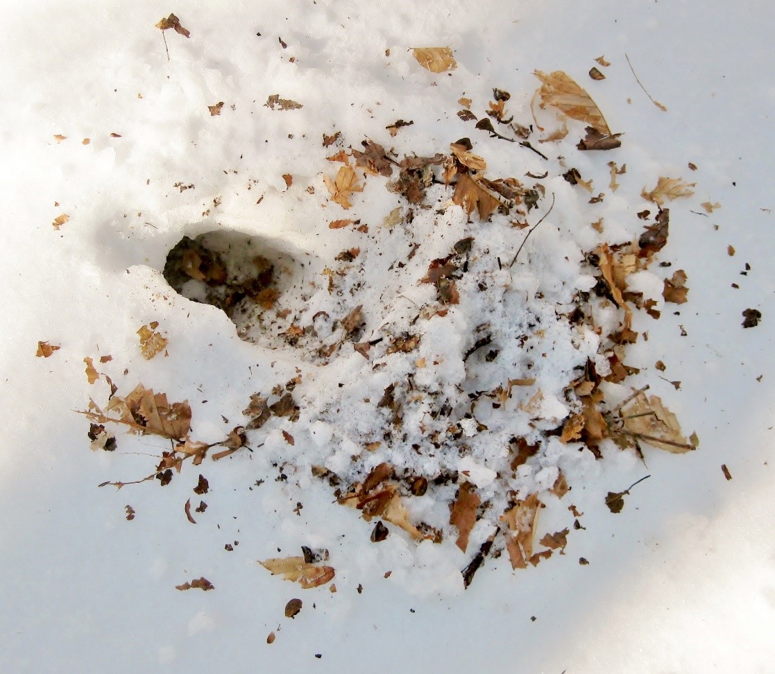 Gray squirrel excavated stored food