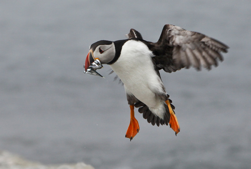 An Atlantic Puffin prepares for landing with a mouthful of Herring.